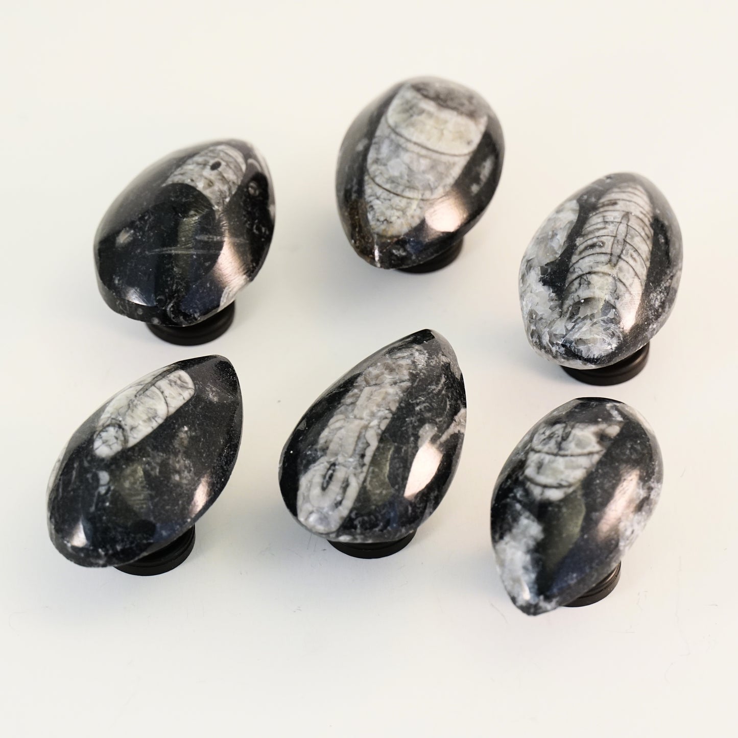 Fossil Orthoceras - Set of 6