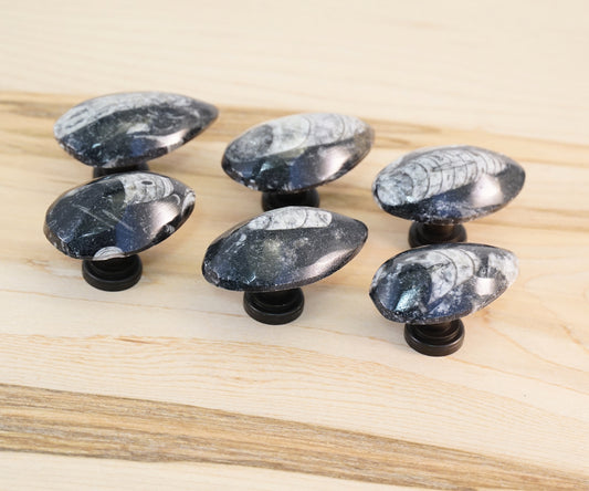 Fossil Orthoceras - Set of 6