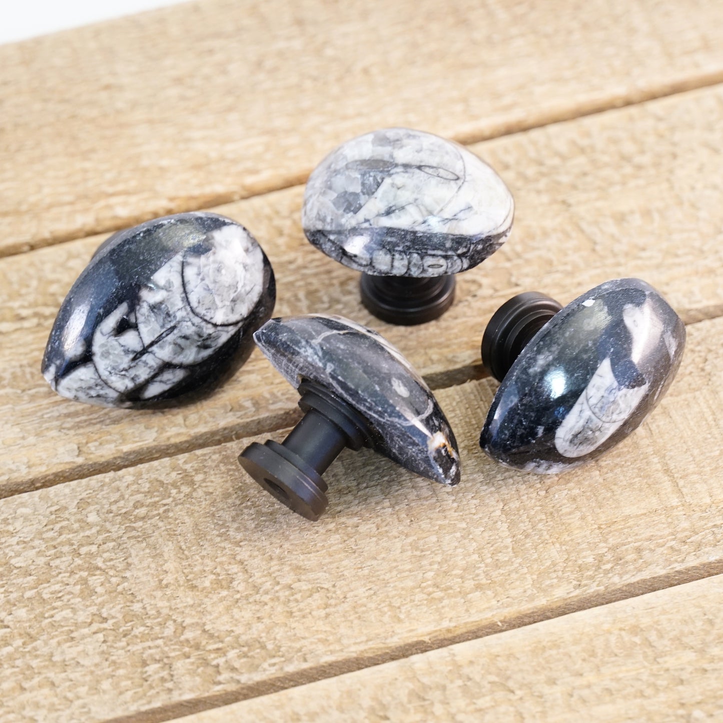 Fossil Orthoceras Cabinet Knobs - Set of 4