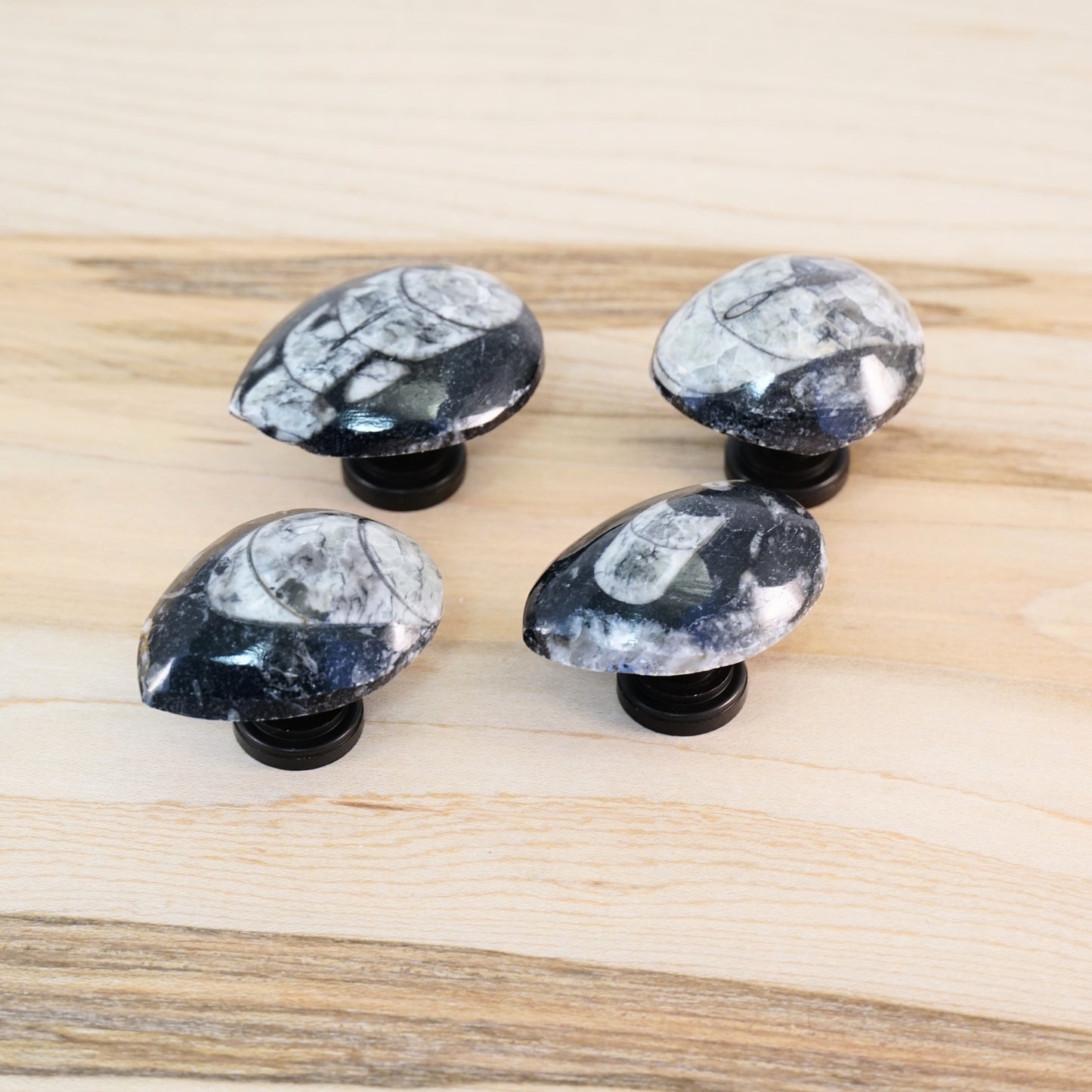 Fossil Orthoceras Cabinet Knobs - Set of 4