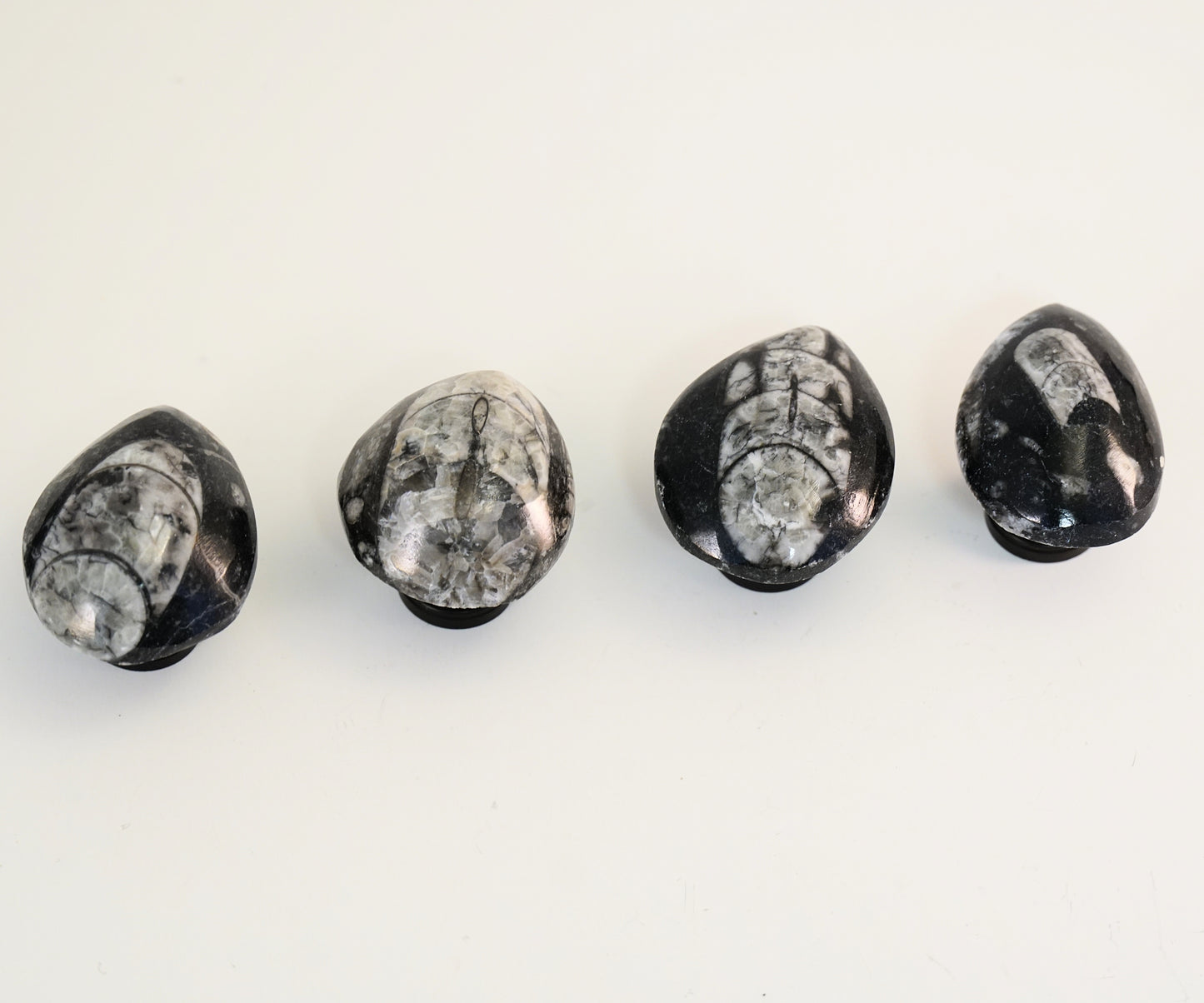 Fossil Orthoceras Cabinet Knobs - Set of 4