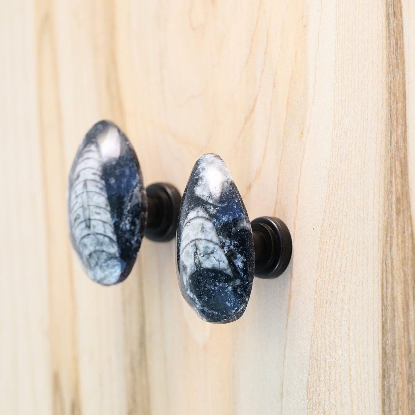 Fossil Orthoceras Cabinet Knobs - Set of 4
