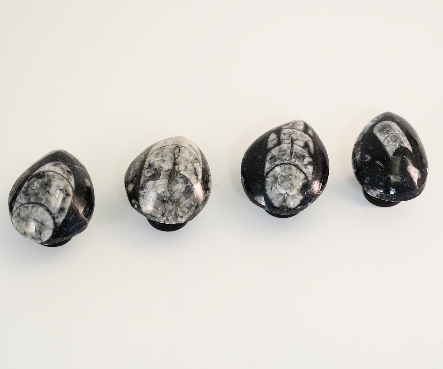 Fossil Orthoceras Cabinet Knobs - Set of 4