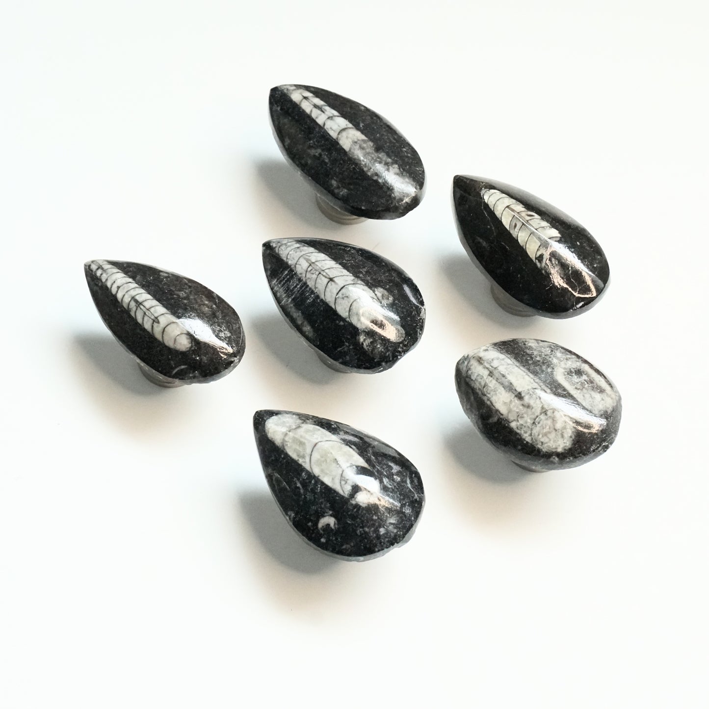 Fossil Cabinet Knobs - Set of 6 | Orthoceras