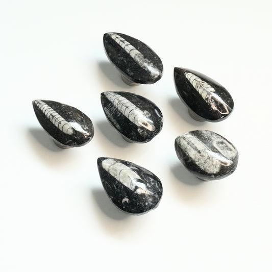 Fossil Cabinet Knobs - Set of 6 | Orthoceras
