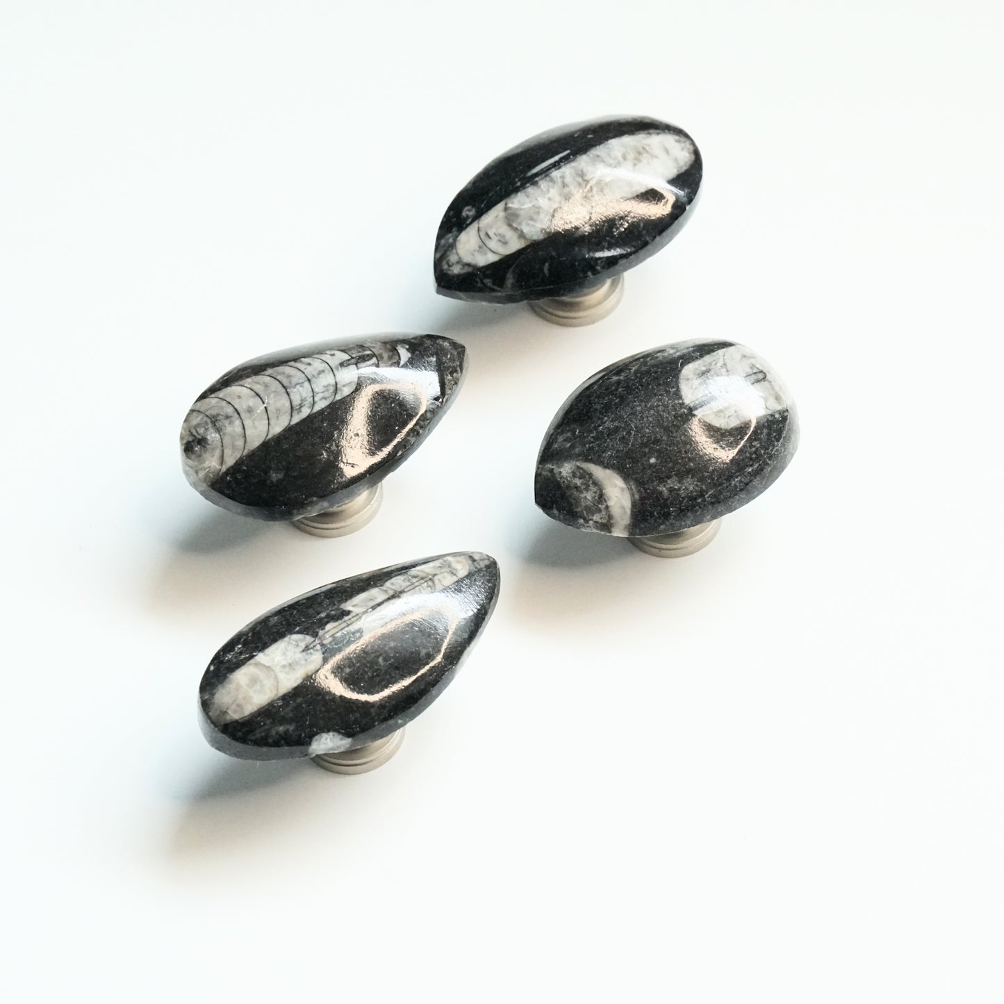 Fossil Cabinet Knobs - Set of 4 | Orthoceras