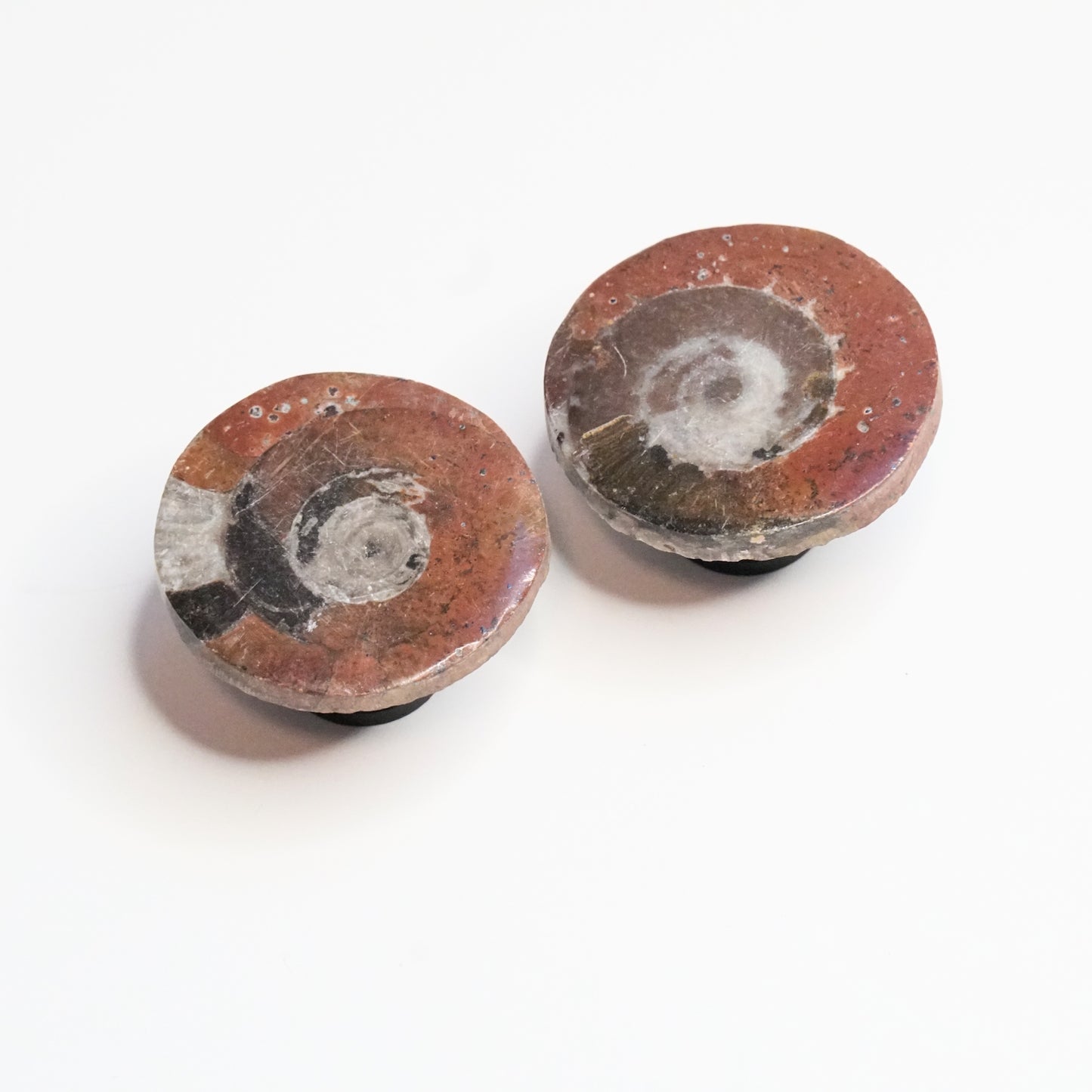 Fossil Cabinet Knobs - Set of 2 | Polished Ammonites