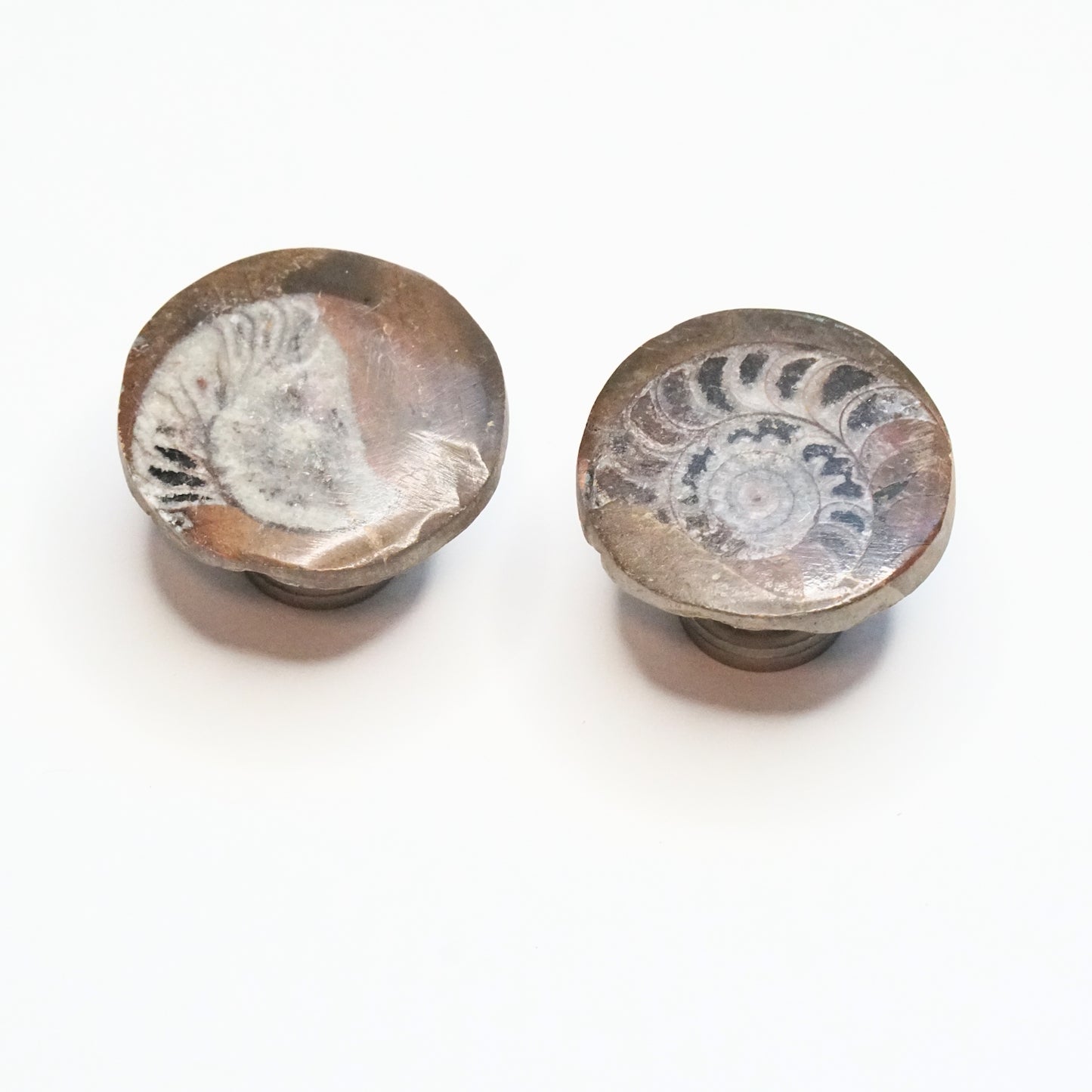 Fossil Cabinet Knobs - Set of 2 | Polished Ammonites
